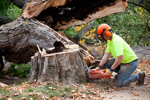 Seasonal Cleanup (Spring/Fall) in Highland Park, IL